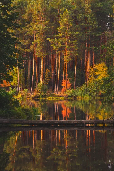 sonbahar orman arka plan.