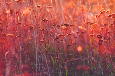 Sıcak ve canlı sonbahar arka plan, kablosuz gelen güneş ışığı