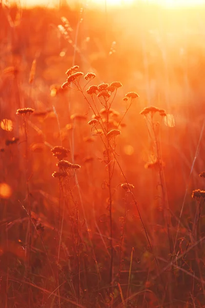 Teplé a zářivé podzimní pozadí, sluneční světlo procházející skrz wi — Stock fotografie