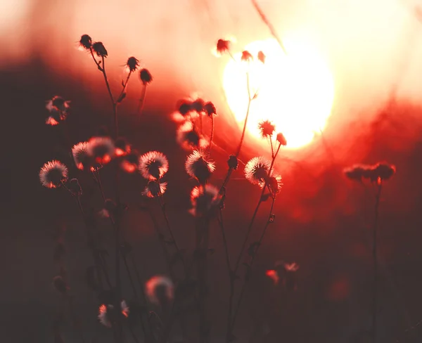 Sıcak ve canlı sonbahar arka plan, kablosuz gelen güneş ışığı