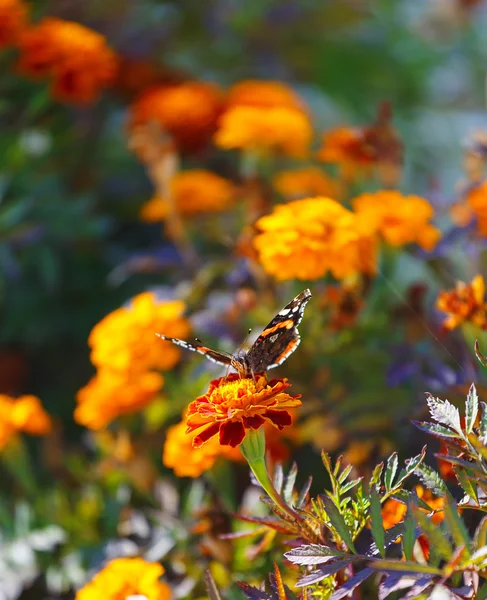 Zářivé květinové přirozená, makro admirál červený motýl. — Stock fotografie