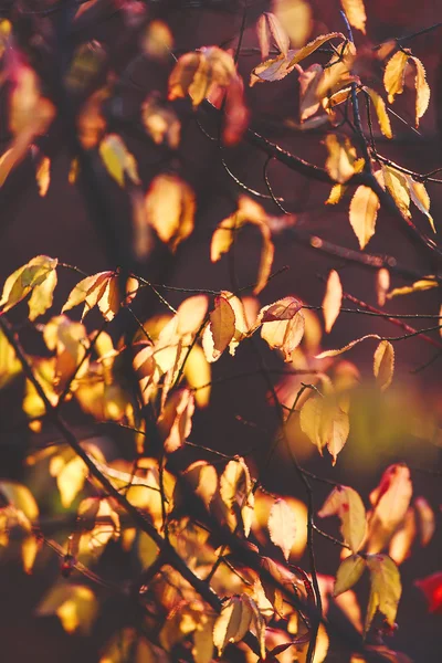 Sıcak ve canlı sonbahar arka plan, kablosuz gelen güneş ışığı