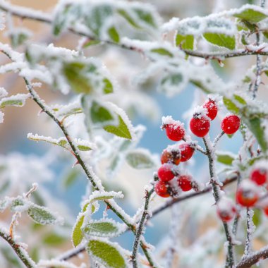 Vibrant red brier berries covered by snow. clipart
