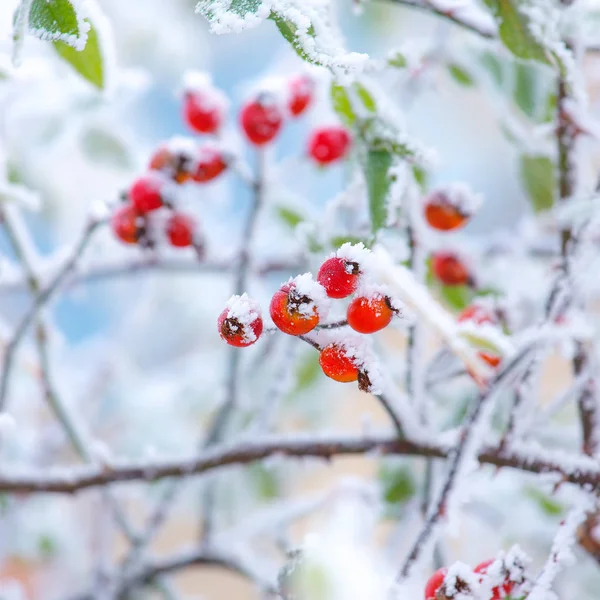 Canlı kırmızı brier çilek tarafından kar kaplı.