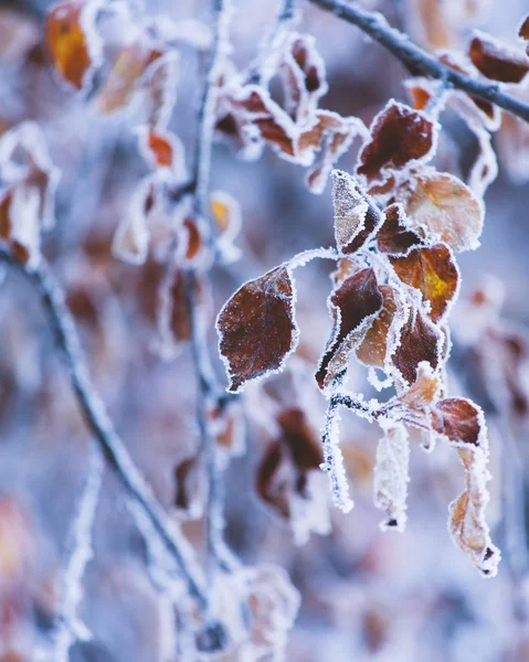 Natureza Vibrante Close Características Sazonais Inverno Galhos Árvores Cobertos Por — Fotografia de Stock