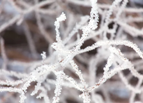 Гілки дерев покриті білим свіжим снігом . — стокове фото