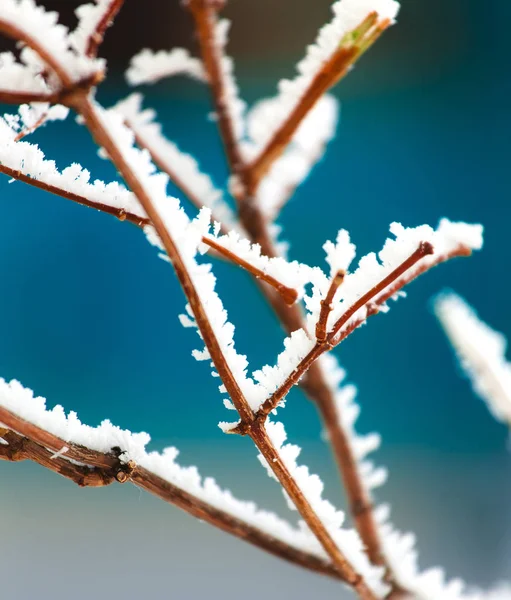 Coberto Por Galhos Árvores Gelo Neve — Fotografia de Stock