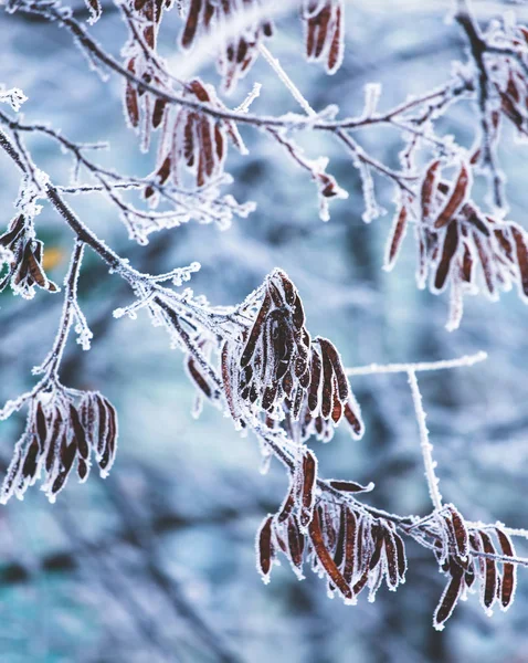 Fundo natureza vibrante, árvores de inverno cobertas de neve . — Fotografia de Stock