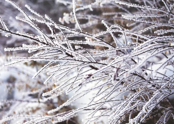 Ramos de árvores cobertos de neve branca fresca . — Fotografia de Stock