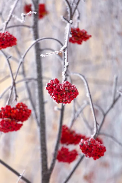 Bunches of ripe rowan berries covered by snow.