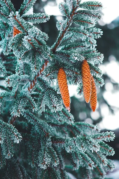 Vertikal natur på nära håll av omfattas av snö blå fir trädgren. — Stockfoto