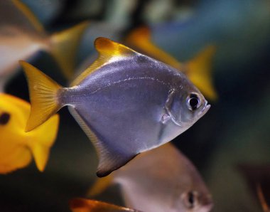 Malaya melek olarak da bilinen moony gümüş. 