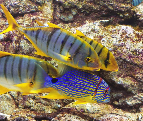 Peixes azuis e amarelos no aquário . — Fotografia de Stock