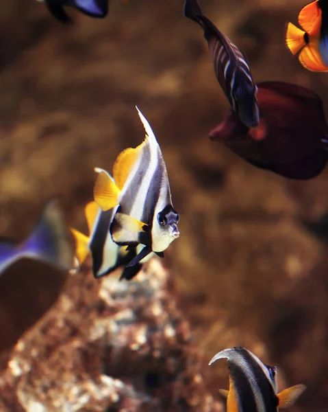 Bonito triângulo vibrante forma aquário peixe . — Fotografia de Stock