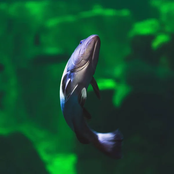 Um peixe grande, vista inferior sobre o fundo vibrante verde . — Fotografia de Stock