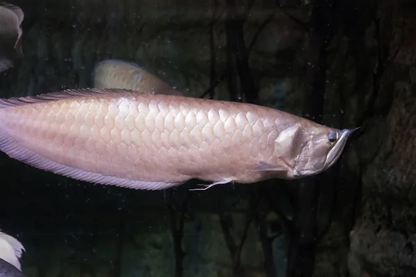 Makro sualtı balık.