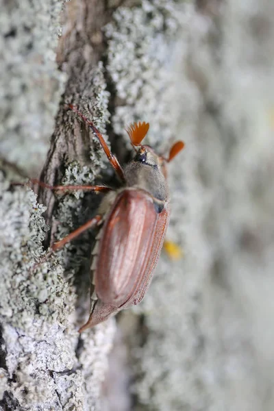 Μακροεντολή μηλολόνθης bug, ζωντανό κοντινό πλάνο. — Φωτογραφία Αρχείου