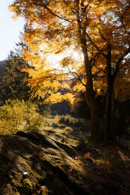 Güneş ışınlarında sonbaharın canlı manzaralı ormanları.