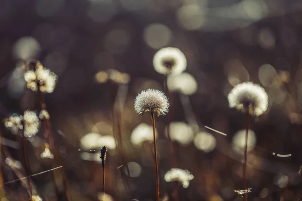 Güneş ışığında kurutulmuş karahindibalar.