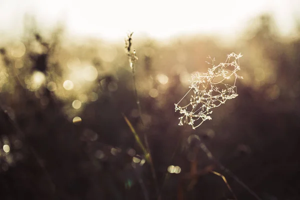 Spider Web Covered Dew Close Autumn Nature Backgrounds — Stock Photo, Image