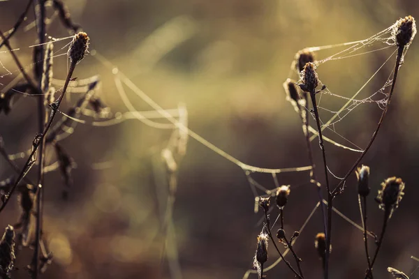 Pavučina Pokrytá Rosou Uzavírá Podzimní Přírodní Zázemí — Stock fotografie