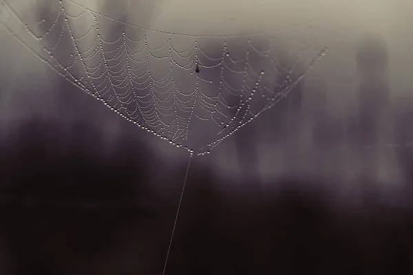 Tela Araña Cubierta Por Rocío Cerca Los Fondos Naturaleza Otoño — Foto de Stock