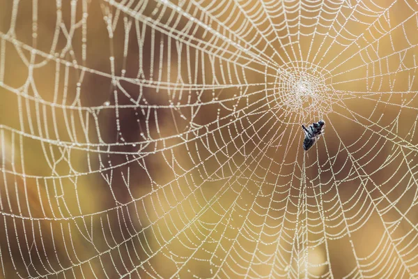 Pavučina Pokrytá Rosou Uzavírá Podzimní Přírodní Zázemí — Stock fotografie