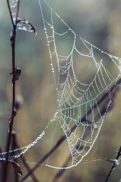 Pókháló Borított Harmat Közeli Őszi Természet Hátterek — Stock Fotó