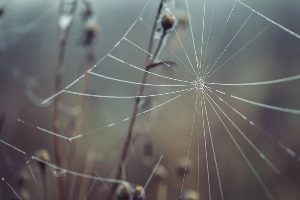 Pavučina Pokrytá Rosou Uzavírá Podzimní Přírodní Zázemí — Stock fotografie