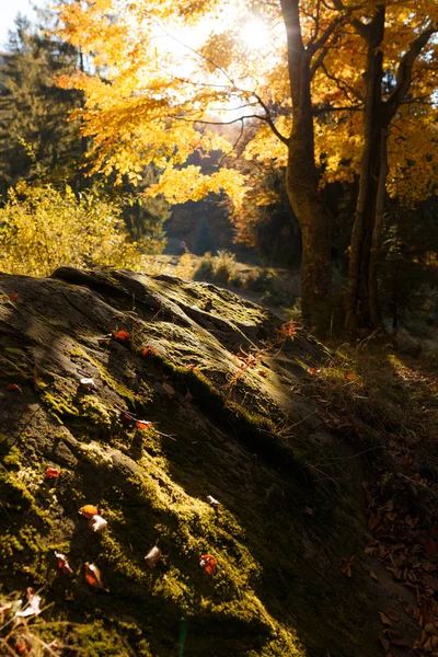 Güneş ışınlarında sonbaharın canlı manzaralı ormanları.