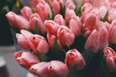 Su damlalarıyla kaplanmış taze laleler..