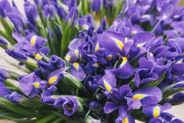 Taze mor süsen çiçekleri kapanıyor.