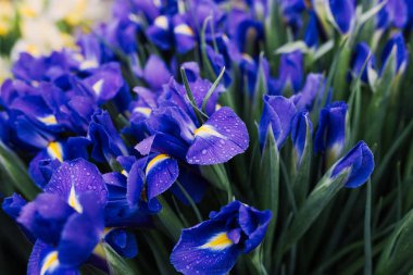 Taze mor süsen çiçekleri kapanıyor.