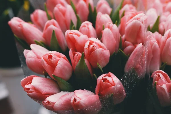 Su damlalarıyla kaplanmış taze laleler..