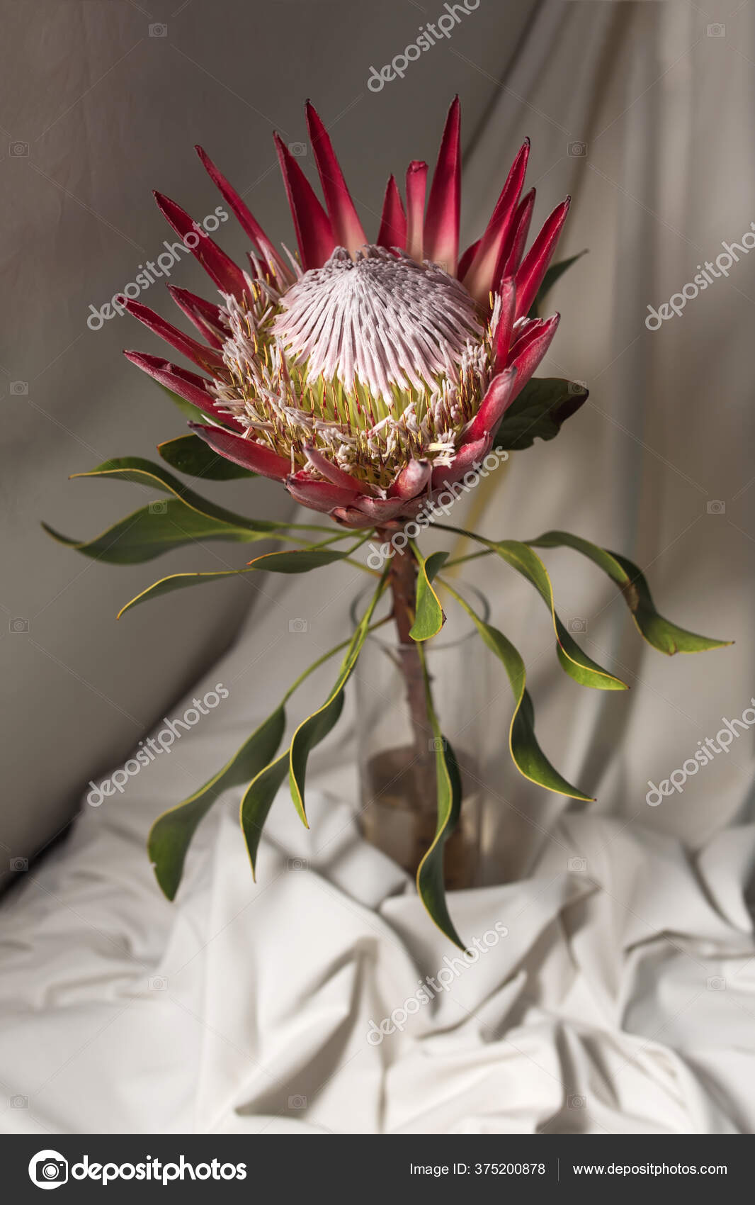 701 King Protea Stock Photos Free Royalty Free King Protea Images Depositphotos