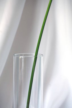 Andoryum yeşil çiçek sapı şeffaf vazo silindiri şeklinde.
