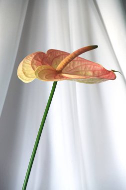 Taze canlı Anthurium çiçeği. Yaklaş..