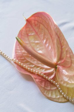 İnci boncuklarla süslenmiş Anthurium andraeanum..