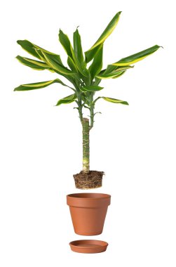 Turuncu kil saksısına Dracaena kokusu naklediliyor..