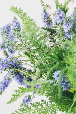 Veronica günışığında makro çiçek.