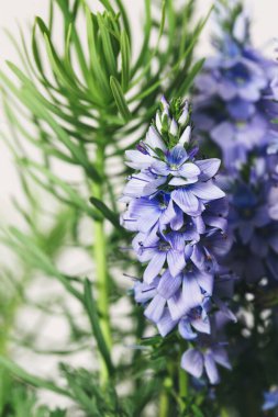 Veronica günışığında makro çiçek.