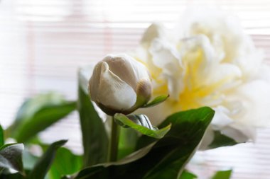 Beyaz şakayık çiçekleri yayılmış gün ışığında kapanıyor.