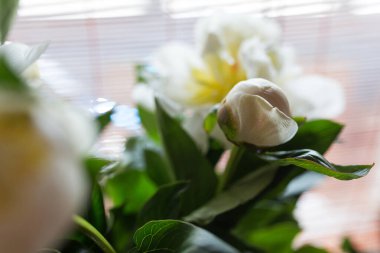 Beyaz şakayık çiçekleri yayılmış gün ışığında kapanıyor.