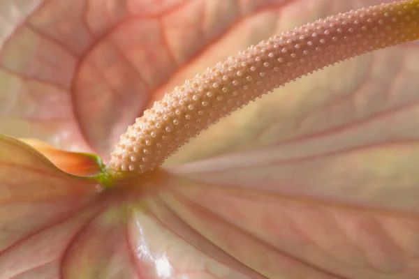 Extreme Close Pink Delicate Anthurium Details — Stock Photo, Image