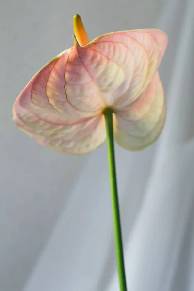 Pink Vibrant Anthurium Flower Neutral Light Background — Stock Photo, Image