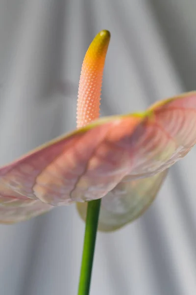 Nötr Işık Arkaplanında Pembe Renkli Şarbonlu Çiçek — Stok fotoğraf