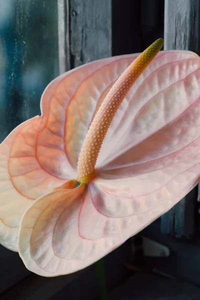 Aşırı yakın plan pembe, hassas Anthurium detayları.