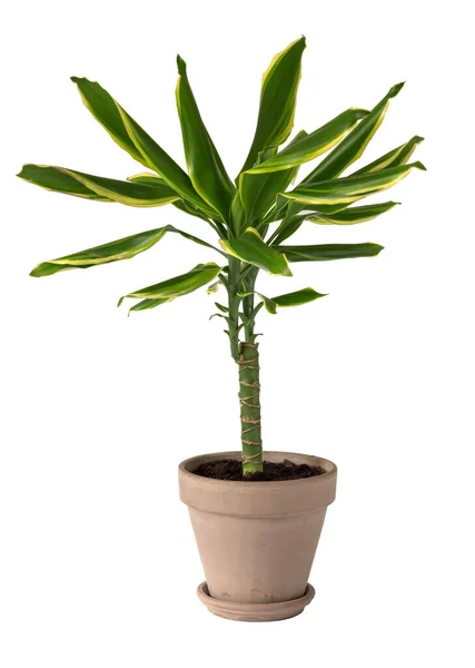 Dracaena, beyaza izole edilmiş gri bir çömlekte güçlü bir köke sahiptir..