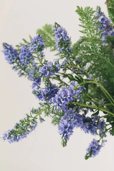 Veronica günışığında makro çiçek.