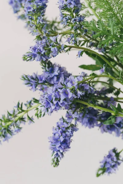 Veronica günışığında makro çiçek.